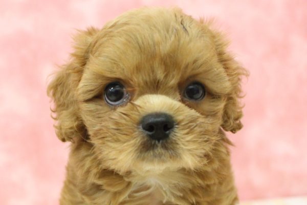 ミックス（ハーフ犬）