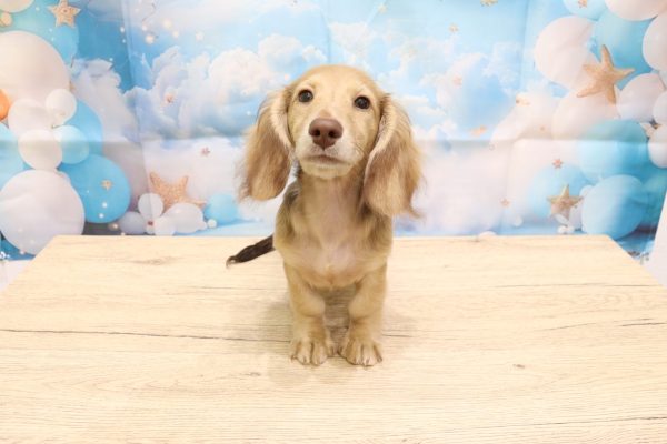 愛知県のミニチュアダックスフンド(ロング) (ペットショッププチマリア 一宮イオンモール木曽川キリオ店/2026年4月25日生まれ/女の子/チョコレートタン)の子犬の2枚目の画像