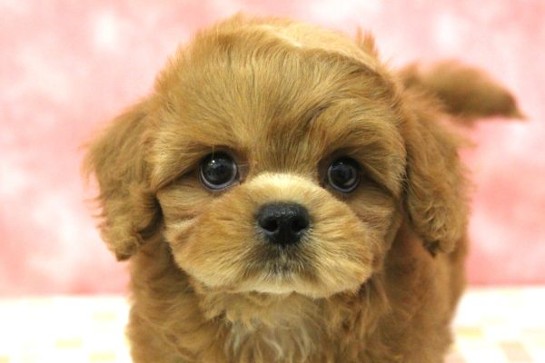 ミックス（ハーフ犬）