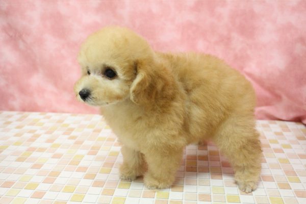 東京都のトイプードル(トイ) (ペットショッププチマリア 稲城若葉台店/2026年6月20日生まれ/男の子/オレンジフォーン)の子犬の4枚目の画像