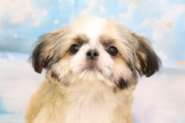 ミックス（ハーフ犬）