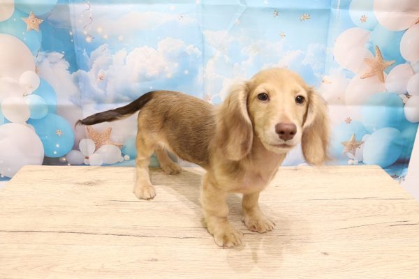愛知県のミニチュアダックスフンド(ロング) (ペットショッププチマリア 一宮イオンモール木曽川キリオ店/2026年4月25日生まれ/女の子/チョコレートタン)の子犬の4枚目の画像