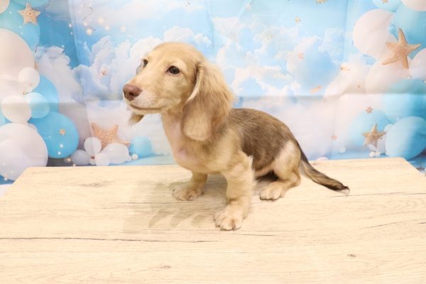 愛知県のミニチュアダックスフンド(ロング) (ペットショッププチマリア 一宮イオンモール木曽川キリオ店/2026年4月25日生まれ/女の子/チョコレートタン)の子犬の3枚目の画像