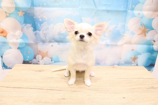 愛知県のチワワ(ロング) (ペットショッププチマリア 一宮イオンモール木曽川キリオ店/2026年4月25日生まれ/男の子/クリームホワイト)の子犬の2枚目の画像