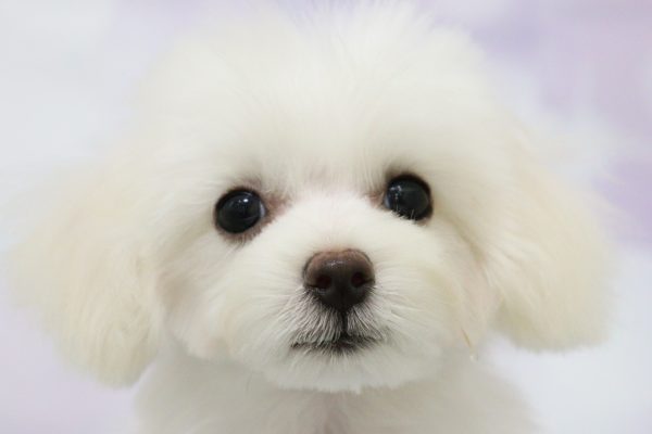 ミックス（ハーフ犬）