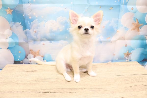 愛知県のチワワ(ロング) (ペットショッププチマリア 一宮イオンモール木曽川キリオ店/2026年4月25日生まれ/男の子/クリームホワイト)の子犬の4枚目の画像