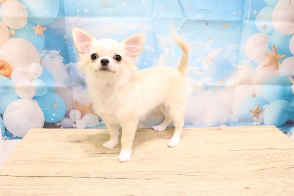 愛知県のチワワ(ロング) (ペットショッププチマリア 一宮イオンモール木曽川キリオ店/2026年4月25日生まれ/男の子/クリームホワイト)の子犬の3枚目の画像