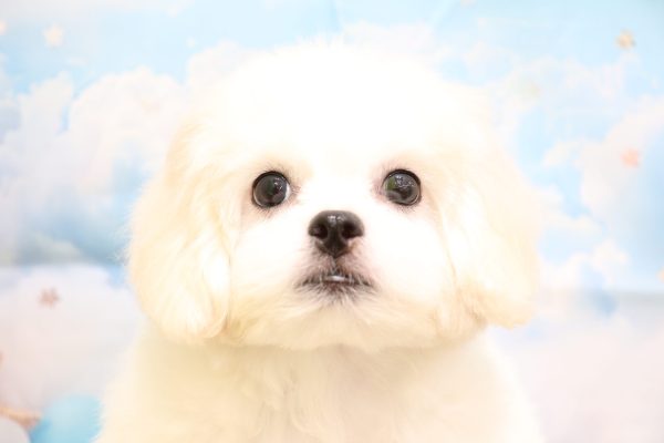 愛知県のペキプー(ペキニーズ×プードル) (ペットショッププチマリア 一宮イオンモール木曽川キリオ店/2026年5月4日生まれ/女の子/クリームホワイト)の子犬の1枚目の画像