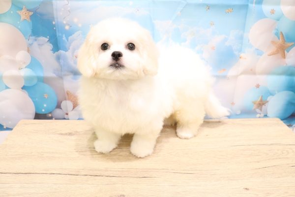 愛知県のペキプー(ペキニーズ×プードル) (ペットショッププチマリア 一宮イオンモール木曽川キリオ店/2026年5月4日生まれ/女の子/クリームホワイト)の子犬の3枚目の画像
