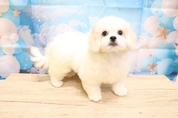 愛知県のペキプー(ペキニーズ×プードル) (ペットショッププチマリア 一宮イオンモール木曽川キリオ店/2026年5月4日生まれ/女の子/クリームホワイト)の子犬の4枚目の画像