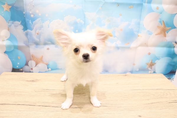 愛知県のチワワ(ロング) (ペットショッププチマリア 一宮イオンモール木曽川キリオ店/2026年5月4日生まれ/男の子/クリームホワイト)の子犬の2枚目の画像