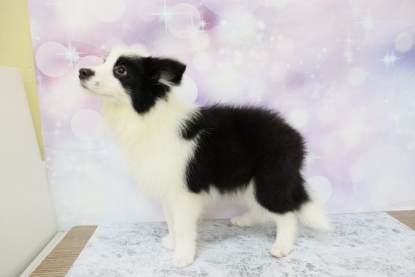 愛知県のボーダーコリー (ペットショッププチマリア イオン小牧店/2026年5月1日生まれ/男の子/ブラックホワイト)の子犬の4枚目の画像