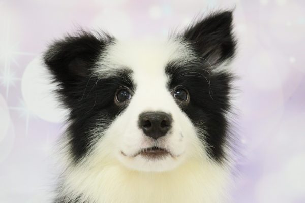 ボーダーコリー