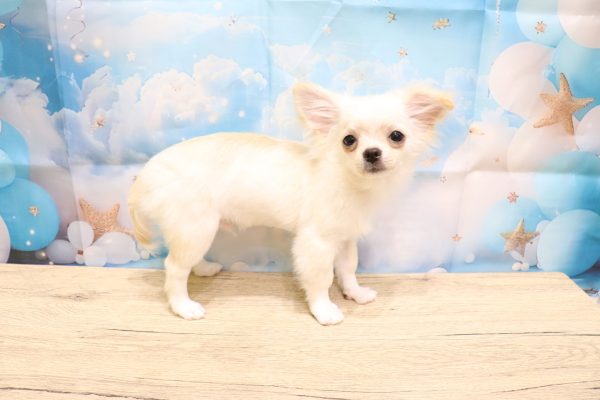 愛知県のチワワ(ロング) (ペットショッププチマリア 一宮イオンモール木曽川キリオ店/2026年5月4日生まれ/男の子/クリームホワイト)の子犬の4枚目の画像