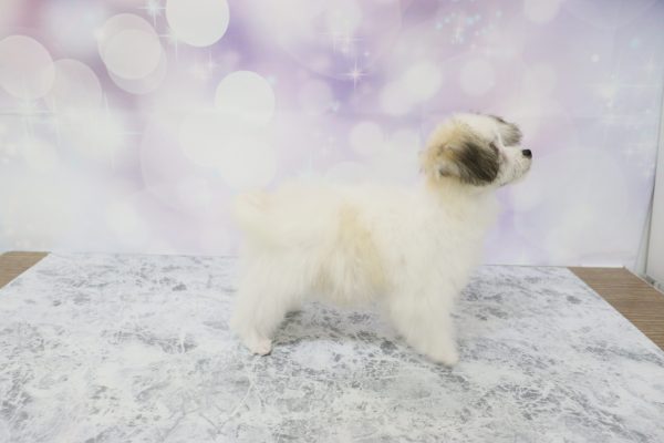 愛知県のミックス（ハーフ犬） (ペットショッププチマリア イオン小牧店/2026年4月11日生まれ/女の子/ホワイトブラウン)の子犬の4枚目の画像