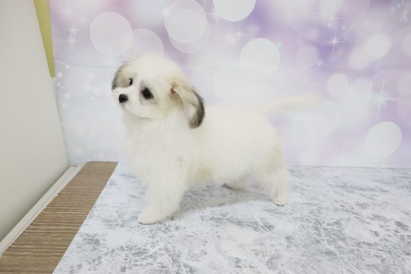 愛知県のミックス（ハーフ犬） (ペットショッププチマリア イオン小牧店/2026年4月11日生まれ/女の子/ホワイトブラウン)の子犬の3枚目の画像