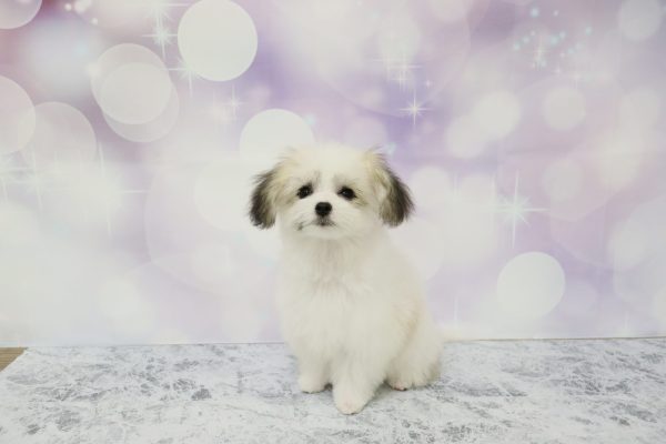 愛知県のミックス（ハーフ犬） (ペットショッププチマリア イオン小牧店/2026年4月11日生まれ/女の子/ホワイトブラウン)の子犬の2枚目の画像
