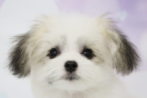 ミックス（ハーフ犬）