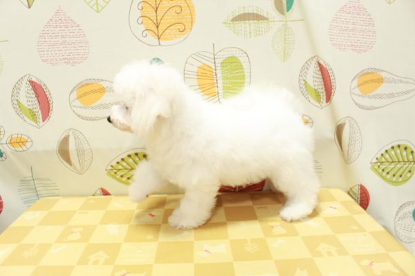 東京都のビションフリーゼ (ペットショッププチマリア 町田多摩境店/2026年5月24日生まれ/男の子/ホワイト)の子犬の3枚目の画像