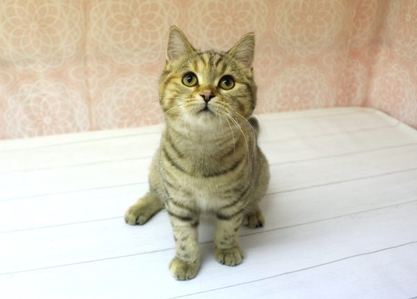 岐阜県のスコティッシュフォールド (ペットショッププチマリア 美濃加茂店/2026年4月15日生まれ/女の子/ブラウンパッチドタビー)の子猫の4枚目の画像
