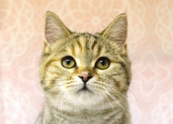 岐阜県のスコティッシュフォールド (ペットショッププチマリア 美濃加茂店/2026年4月15日生まれ/女の子/ブラウンパッチドタビー)の子猫の1枚目の画像