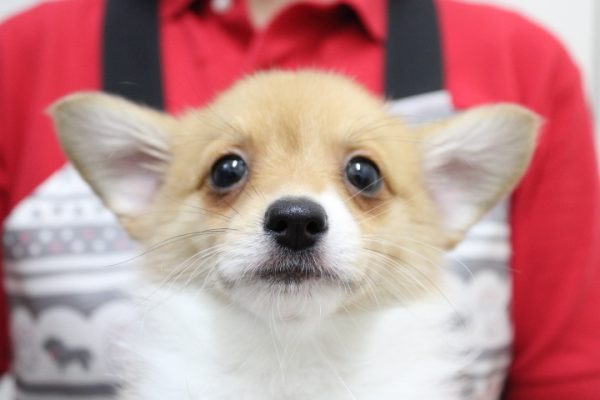 ミックス（ハーフ犬）