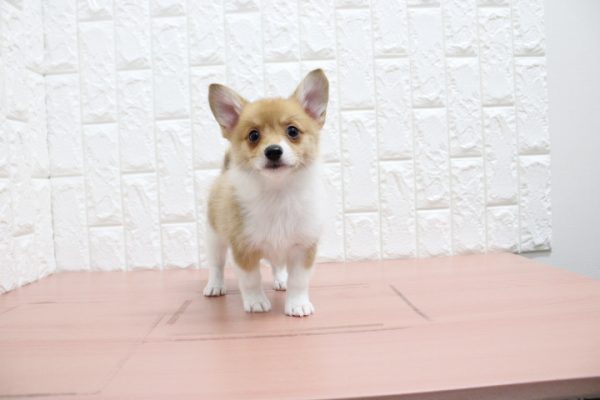 岐阜県のミックス（ハーフ犬） (ペットショッププチマリア 各務原鵜沼店/2026年6月2日生まれ/女の子/レッドホワイト)の子犬の2枚目の画像