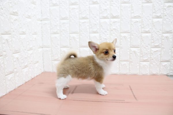 岐阜県のミックス（ハーフ犬） (ペットショッププチマリア 各務原鵜沼店/2026年6月2日生まれ/女の子/レッドホワイト)の子犬の4枚目の画像