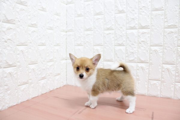 岐阜県のミックス（ハーフ犬） (ペットショッププチマリア 各務原鵜沼店/2026年6月2日生まれ/女の子/レッドホワイト)の子犬の3枚目の画像