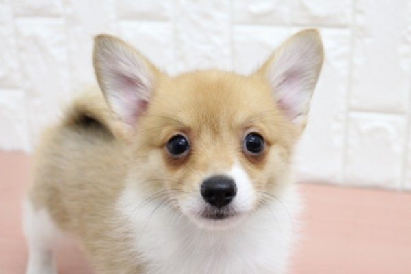 ミックス（ハーフ犬）