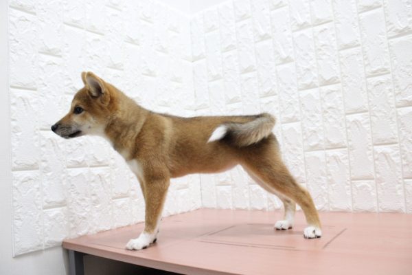 岐阜県の柴犬(標準サイズ) (ペットショッププチマリア 各務原鵜沼店/2026年4月6日生まれ/女の子/赤)の子犬の4枚目の画像