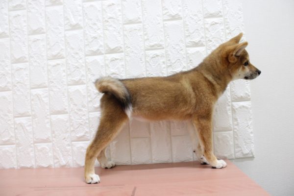 岐阜県の柴犬(標準サイズ) (ペットショッププチマリア 各務原鵜沼店/2026年4月6日生まれ/女の子/赤)の子犬の3枚目の画像
