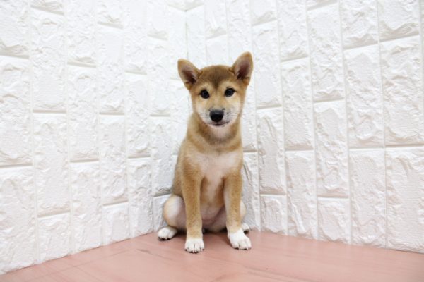 岐阜県の柴犬(標準サイズ) (ペットショッププチマリア 各務原鵜沼店/2026年4月6日生まれ/女の子/赤)の子犬の2枚目の画像