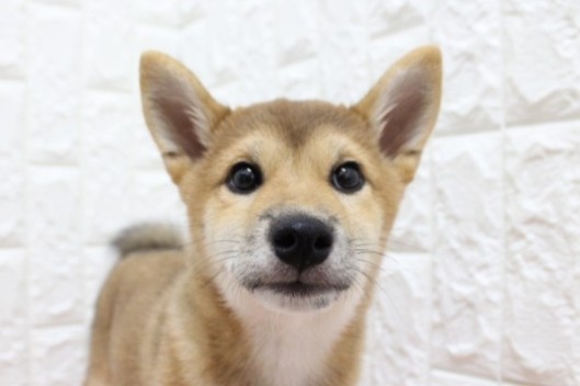 岐阜県の柴犬(標準サイズ) (ペットショッププチマリア 各務原鵜沼店/2026年4月6日生まれ/女の子/赤)の子犬の1枚目の画像
