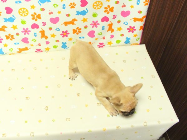 神奈川県のフレンチブルドッグ (ペットショッププチマリア 横浜永田台店/2026年5月30日生まれ/男の子/フォーン)の子犬の3枚目の画像