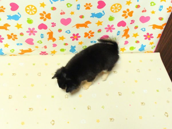 神奈川県のチワワ(ロング) (ペットショッププチマリア 横浜永田台店/2026年5月31日生まれ/女の子/ブラックタンホワイト)の子犬の3枚目の画像