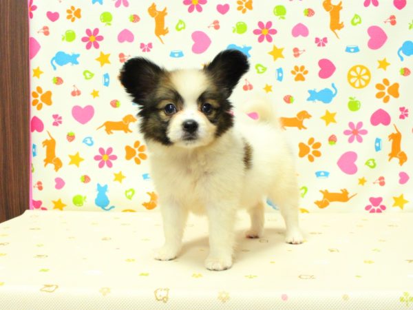 神奈川県のパピヨン (ペットショッププチマリア 横浜永田台店/2026年5月30日生まれ/女の子/ホワイトブラウン)の子犬の2枚目の画像