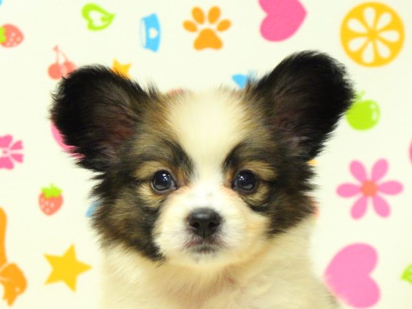 神奈川県のパピヨン (ペットショッププチマリア 横浜永田台店/2026年5月30日生まれ/女の子/ホワイトブラウン)の子犬の1枚目の画像