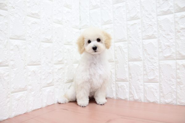 岐阜県のトイプードル(トイ) (ペットショッププチマリア 各務原鵜沼店/2026年4月25日生まれ/女の子/オレンジフォーン)の子犬の2枚目の画像