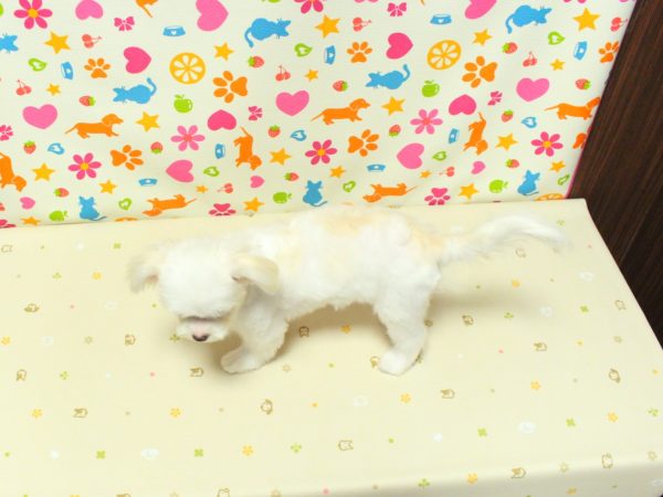 神奈川県のチワマル/マルチワ(チワワ×マルチーズ) (ペットショッププチマリア 横浜永田台店/2026年3月8日生まれ/女の子/ホワイトクリーム)の子犬の3枚目の画像
