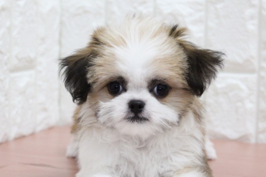 ミックス（ハーフ犬）