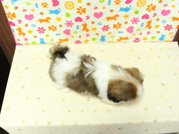神奈川県のシーズー (ペットショッププチマリア 横浜永田台店/2026年5月1日生まれ/男の子/ゴールドホワイト)の子犬の3枚目の画像