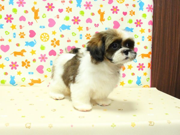 神奈川県のシーズー (ペットショッププチマリア 横浜永田台店/2026年5月1日生まれ/男の子/ゴールドホワイト)の子犬の4枚目の画像