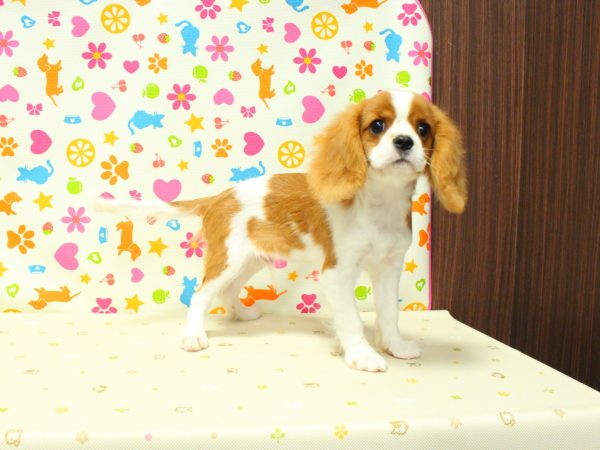 神奈川県のキャバリアキングチャールズスパニエル (ペットショッププチマリア 横浜永田台店/2026年4月23日生まれ/男の子/ブレンハイム)の子犬の4枚目の画像