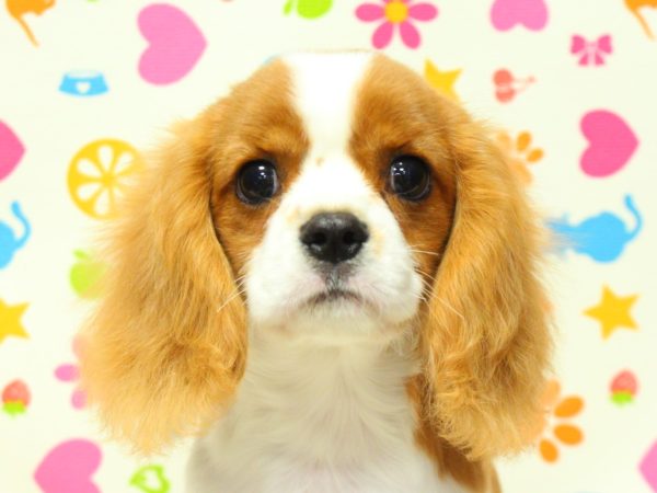 神奈川県のキャバリアキングチャールズスパニエル (ペットショッププチマリア 横浜永田台店/2026年4月23日生まれ/男の子/ブレンハイム)の子犬の1枚目の画像