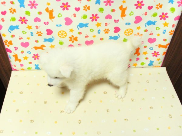 神奈川県のサモエド (ペットショッププチマリア 横浜永田台店/2026年6月10日生まれ/男の子/ホワイト)の子犬の3枚目の画像