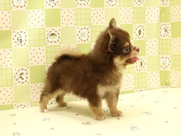 埼玉県のポメチワ/チワポメ/ポメチー(ポメラニアン×チワワ) (ペットショッププチマリア 入間武蔵藤沢店/2026年5月29日生まれ/男の子/チョコ&クリーム)の子犬の3枚目の画像