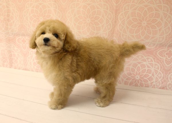 岐阜県のトイプードル(トイ) (ペットショッププチマリア 美濃加茂店/2026年6月21日生まれ/女の子/オレンジフォーン)の子犬の2枚目の画像