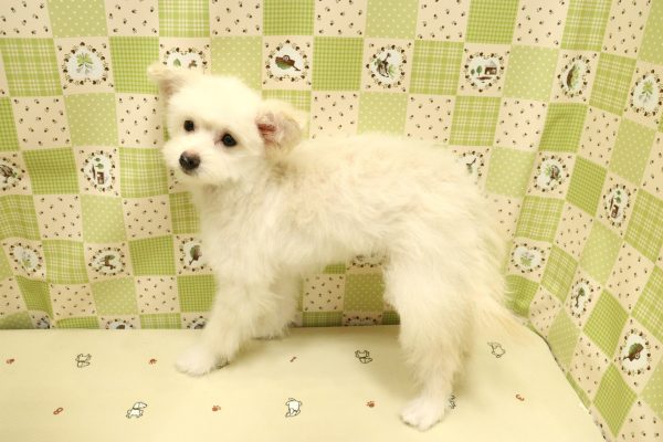 埼玉県のポメプー(ポメラニアン×プードル) (ペットショッププチマリア 入間武蔵藤沢店/2026年3月27日生まれ/女の子/クリーム)の子犬の4枚目の画像