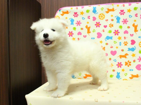 神奈川県のサモエド (ペットショッププチマリア 横浜永田台店/2026年6月10日生まれ/男の子/ホワイト)の子犬の2枚目の画像